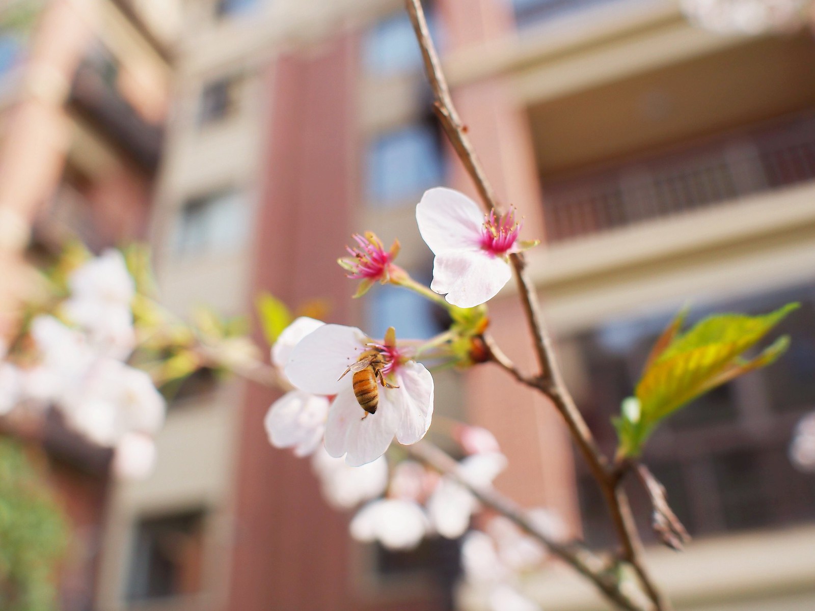 蜜蜂與櫻花