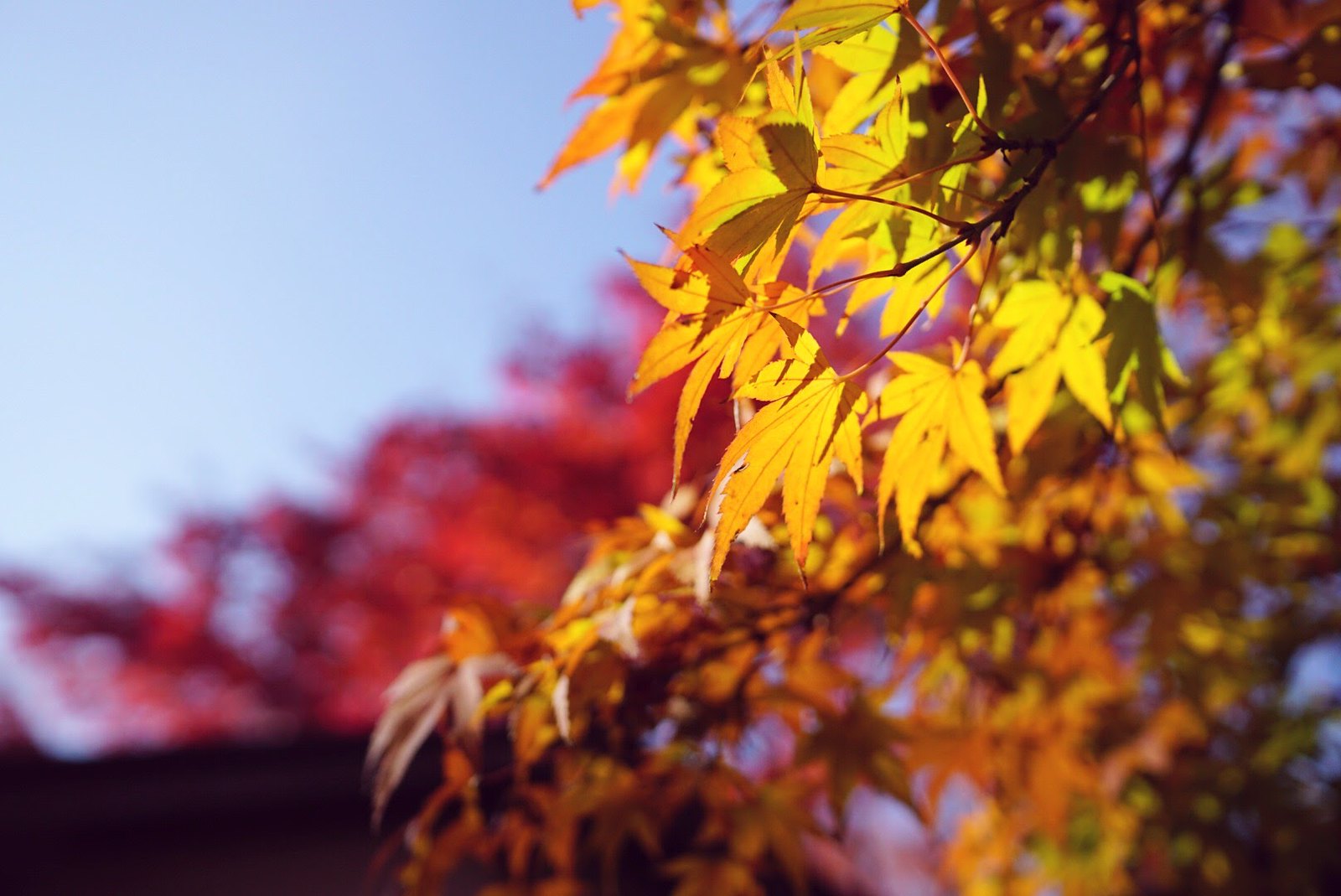 紅楓